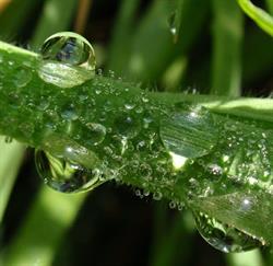 Praktijk Voor Klassieke Homeopathie Hannie Van de Ven, Veghel openingstijden