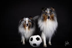 Dogs On Weels, Heerhugowaard openingstijden