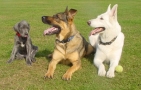Puppycursus Amersfoort / Hondenclub My Best Friend, Stoutenburg openingstijden