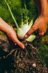 Hoeve Biesland, Delfgauw openingstijden