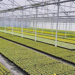 B. van Roessel tuinplanten, Haaren openingstijden