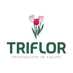 Triflor - Specialists in Tulips, Oude Niedorp openingstijden