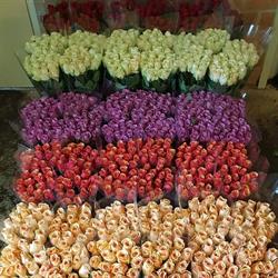 Bloemenstal DEX Rozen, Tuitjenhorn openingstijden