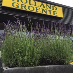 Holland Groenten, Tolbert openingstijden