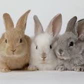 Dierenkliniek Jol, Lelystad openingstijden