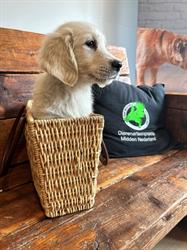 Dierenartsenpraktijk Midden Nederland, Kootwijkerbroek openingstijden