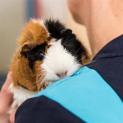 Dierenkliniek Tiel-Drumpt, openingstijden