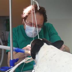 Dierenkliniek Erasmusplein, 's-Gravenhage openingstijden