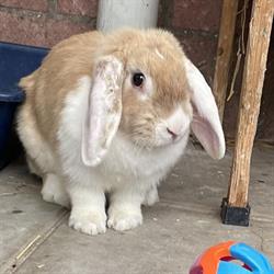 Stichting Dierenasiel Schouwen-Duiveland, Zierikzee openingstijden
