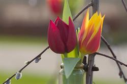 IJsseltulp - Arjan Wesselink v.o.f., Empe openingstijden