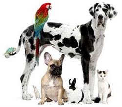 Dierenshop Quispel Vof., Helmond openingstijden