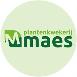 Plantenkwekerij Maes, Alphen openingstijden
