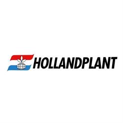 Hollandplant Bv, Bergschenhoek openingstijden