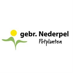Firma Gebr. Nederpel Potplanten, Wateringen openingstijden