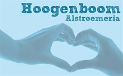 F.m. Hoogenboom Alstroemeria Bv, Nieuwe Wetering openingstijden
