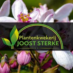 Plantenkwekerij Joost Sterke Bv, Haaren openingstijden