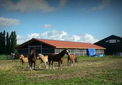 Stal Alblas, Sliedrecht openingstijden