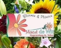 Bloemen en Planten Marcel de Wit, Volkel openingstijden