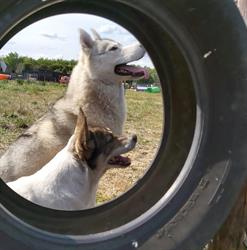 Nieuwe Dieren Nooitgedacht, openingstijden