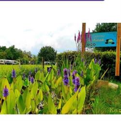 Camping de Waterlelie, Hulshorst openingstijden