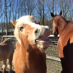 Almeersch Hippisch Centrum, Almere openingstijden