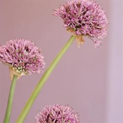 Bloem & Zo Woonsfeer en bloemen, Den Hoorn openingstijden