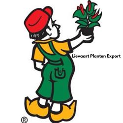 Lievaart Planten Export Bv, Honselersdijk openingstijden