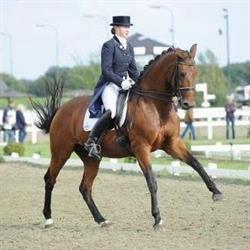Dressuurtotaal, Bemmel openingstijden