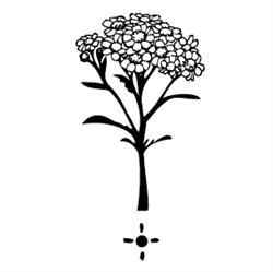 Cruydt-Hoeck wildebloemenzaden & inheemse planten, Nijeberkoop openingstijden