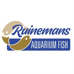 Ruinemans Group, Montfoort openingstijden