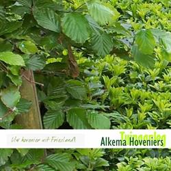 Alkema Hoveniers, De Westereen openingstijden