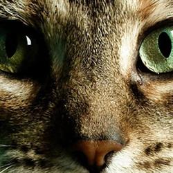 Wel Voor de Poes Kattenpension, Warmenhuizen openingstijden
