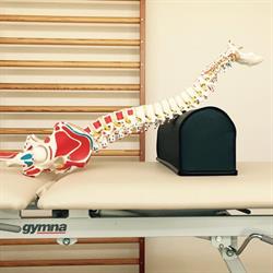 Fysiotherapie vd Kooi, Appelscha openingstijden
