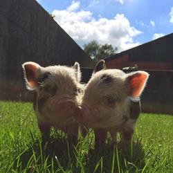 Zorgboerderij De Hardelhoeve, Baarle-Nassau openingstijden