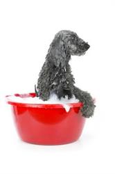 Hondentrimsalon Barkies, Alkmaar openingstijden