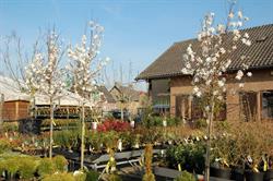 Tuincentrum & Hoveniersbedrijf De Hazelaar, Nieuwstadt openingstijden