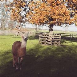 Boerderij in de Krom, Moordrecht openingstijden