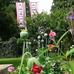 Mini Camping, B&B, De Gouberville, Assen openingstijden