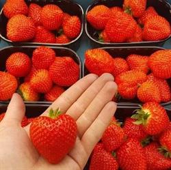 Fruitkwekerij De Molen, Wervershoof openingstijden