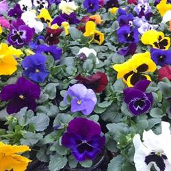 Van Kleef Tuinplanten, Slijk-Ewijk openingstijden