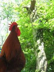 Sumiran Biologische Boerderij WEBWINKEL, Heusden openingstijden
