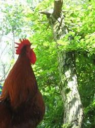 Biologische boerderij Sumiran, Heusden openingstijden