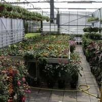 Perkplantenkwekerij Hoefmans, Baarle-Nassau openingstijden
