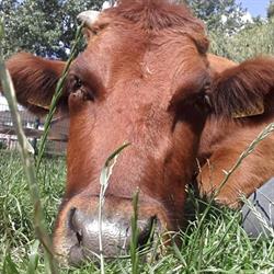 Stichting Vrienden van Kinderboerderij 't Erf, Waalwijk openingstijden