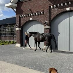 Stoeterij - Zorgboerderij Csi Stables, Zuidschermer openingstijden