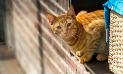 Kat & Ko - Kattenpension Rijnsaterwoude, openingstijden