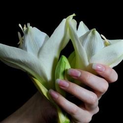 Leonie's Beauty Nails, Aalsmeer openingstijden