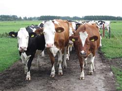 Hoeve Ackerdijk, Schipluiden openingstijden