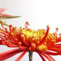 Bloemen op Locatie, Amsterdam openingstijden