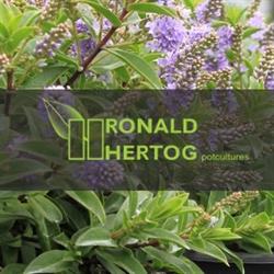 Ronald Hertog Potcultures, Boskoop openingstijden